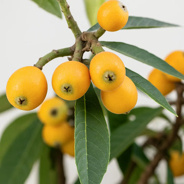Close-up of yellow loquat fruits on a branch with green leaves.